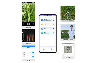 迪庆藏族自治州小麦亩穗数分析仪IN-XM…