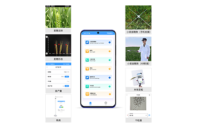 迪庆藏族自治州小麦表型测量仪IN-XM05